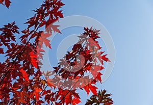 Red leaves of Acer freemanii Autumn Blaze on blue sky background. Close-up of fall colors maple tree leaves in resort area