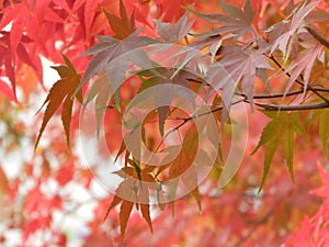 Red leaves of the Acer Rubrum, Japanese maple tree in South Korea