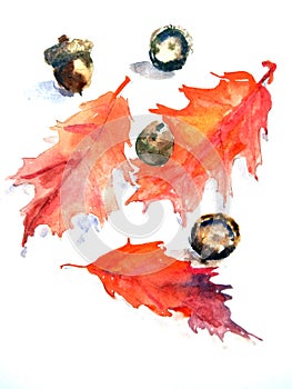 Red leaves and acorns of canadian northern oak on a white background