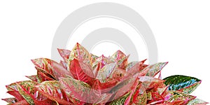 Red Leaves of Aglaonema Plant Isolated on White Background with Copy Space