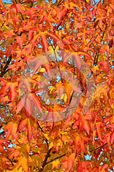 Red leaves of American sweetgum tree