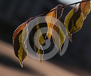 Red leaves; antumn maple leaves