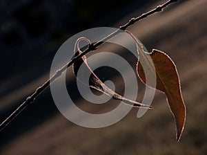 Red leaves; antumn maple leaves