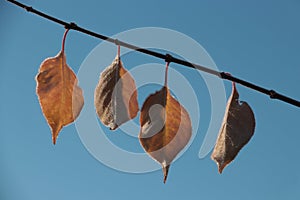 Red leaves; antumn maple leaves