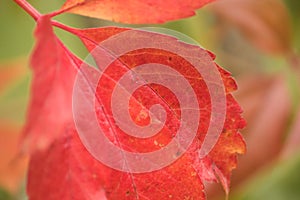 Red leaves on an apple tree