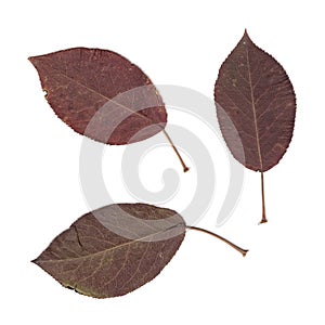 Red leaves of apple tree. Herbarium. Pressed and dried herbs. Composition of the leaves on a white background.