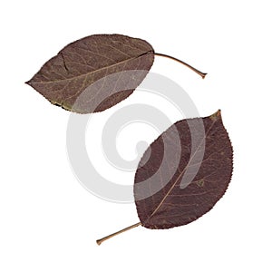 Red leaves of apple tree. Herbarium. Pressed and dried herbs. Composition of the leaves on a white background.