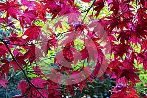 Red leaves, arboretum Tesarske Mlynany, Slovakia