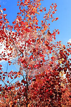 Red leaves of asp in the autumn
