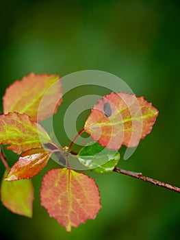 Red leaves of an aspen. Summer.