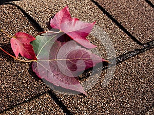 Red leaves on asphalt shingles