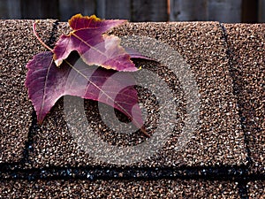 Red leaves on asphalt shingles