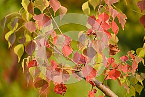 Red leaves in autumn