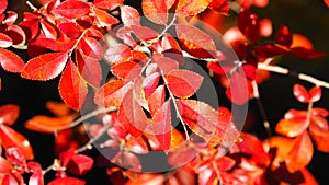 Red Leaves of Autumn