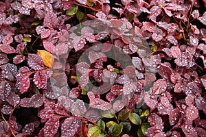 Red leaves in autumn