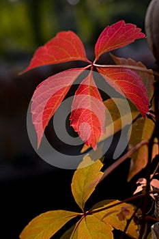 Red leaves in Autumn photo