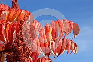 Red leaves in autumn on a beautiful fall sunny day