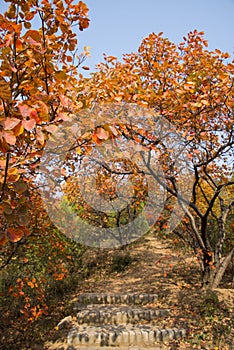 The red leaves of autumn, road, Cotinus coggygria Scop.