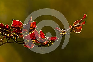 Red leaves in an autumn sunset