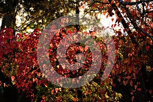 Red leaves in back light