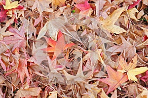 Red leaves background