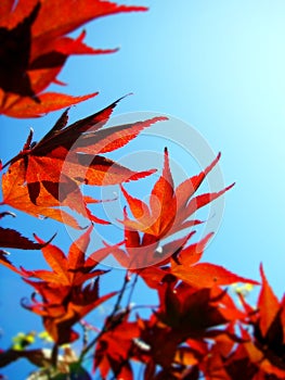 Red Leaves Blue Sky