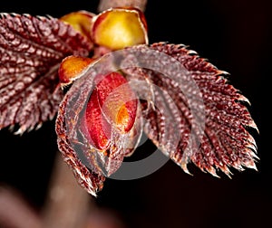 Red leaves from a bud on a branch of a hazelnut tree in spring