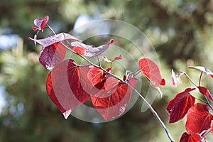 Red leaves of cercis canadensis