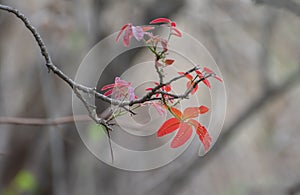 Red Leaves of  Ceylon oak or lac tree or  Kusum Tree Schleichera oleosa