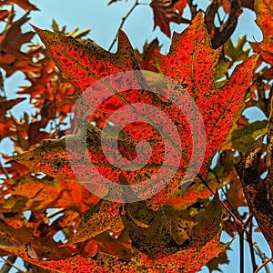 Red leaves of a Chinar Tree in autumn season of Kashmir