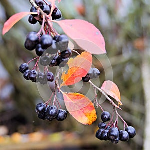 Red leaves of chokeberry and bunch of berries.