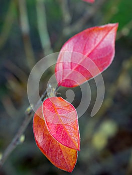 Red leaves of chokeberry closeup