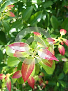 Red leaves of the cinnamon tree