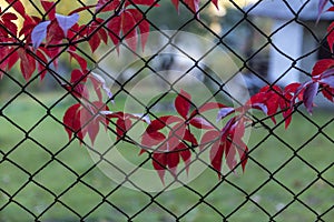 Red leaves climbing plants crawling over a fence garden