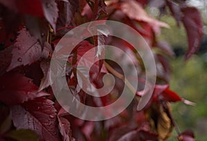 red leaves close-up macro texture abstract light bokeh background outdoor garden
