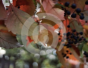 red leaves blue berries autumn outdoor garden bokeh background