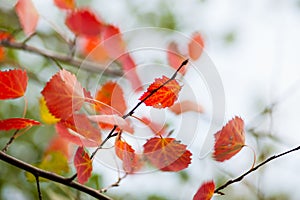 Red leaves close up in the wild. Branch of red autumn grapes leaves. Parthenocissus quinquefolia foliage. Isolated on white