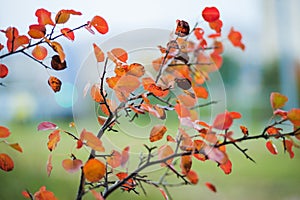 Red leaves close up in the wild. Branch of red autumn grapes leaves. Parthenocissus quinquefolia foliage. Isolated on white