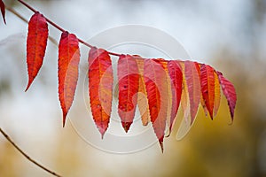 Red leaves close up in the wild. Branch of red autumn grapes leaves. Parthenocissus quinquefolia foliage. Isolated on white