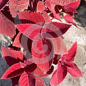 Red leaves of Coleus - Lamiaceae