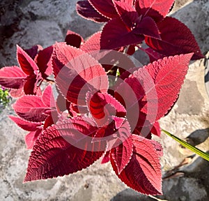 Red leaves of Coleus - Lamiaceae, close up view