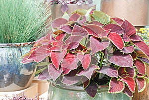 Red leaves coleus plant, Plectranthus scutellarioides, pot plant