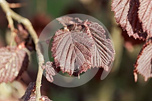 Red leaves of a common hazel bush