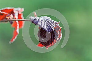 Red leaves of a common hazel bush