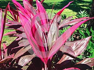 Red Leaves Of Cordyline Fruticosa Plants In The Garden