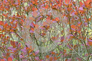 Red leaves of Cotinus obovatus. the American smoketree photo
