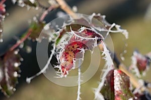 Red leaves covered with sparky ice crystals