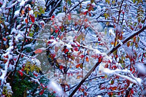The red leaves covering snow
