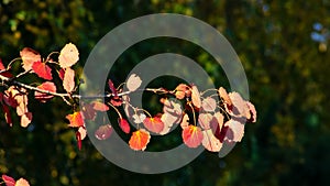 Red leaves of European aspen or Populus tremula in autumn sunlight background, selective focus, shallow DOF