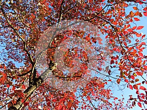 Red Leaves Fall Foliage in November